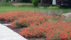 Red Flowers